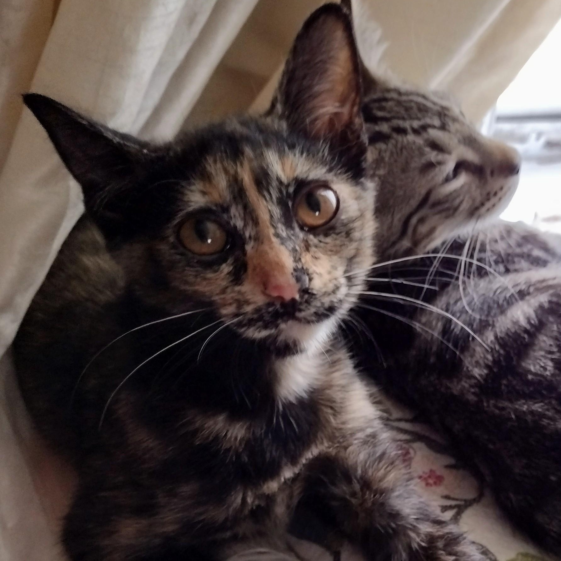 Calliope, a ADOPTABLE Tortoiseshell in Brooklyn, NY image 2/4