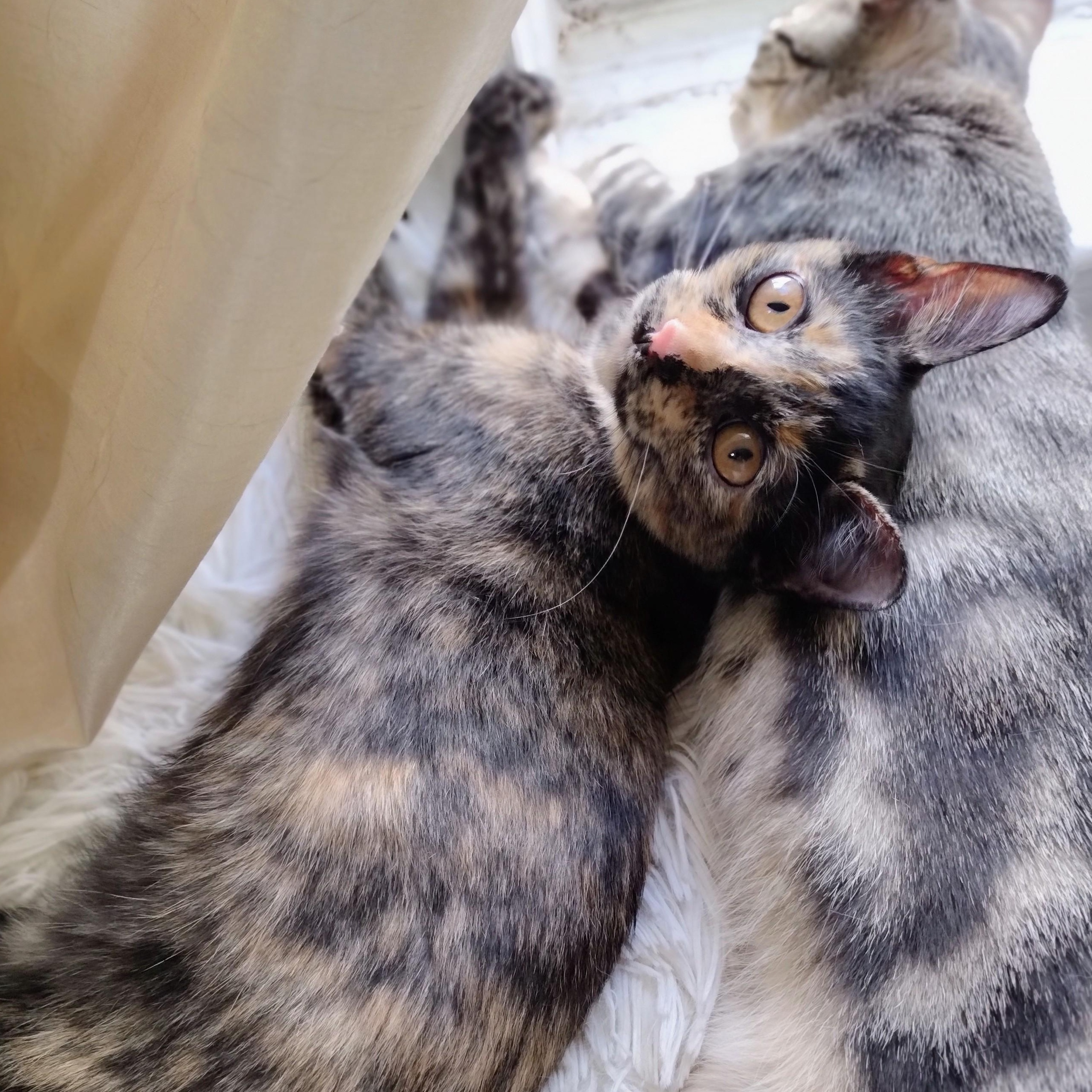 Calliope, ADOPTABLE, Kitten Female Tortoiseshell.