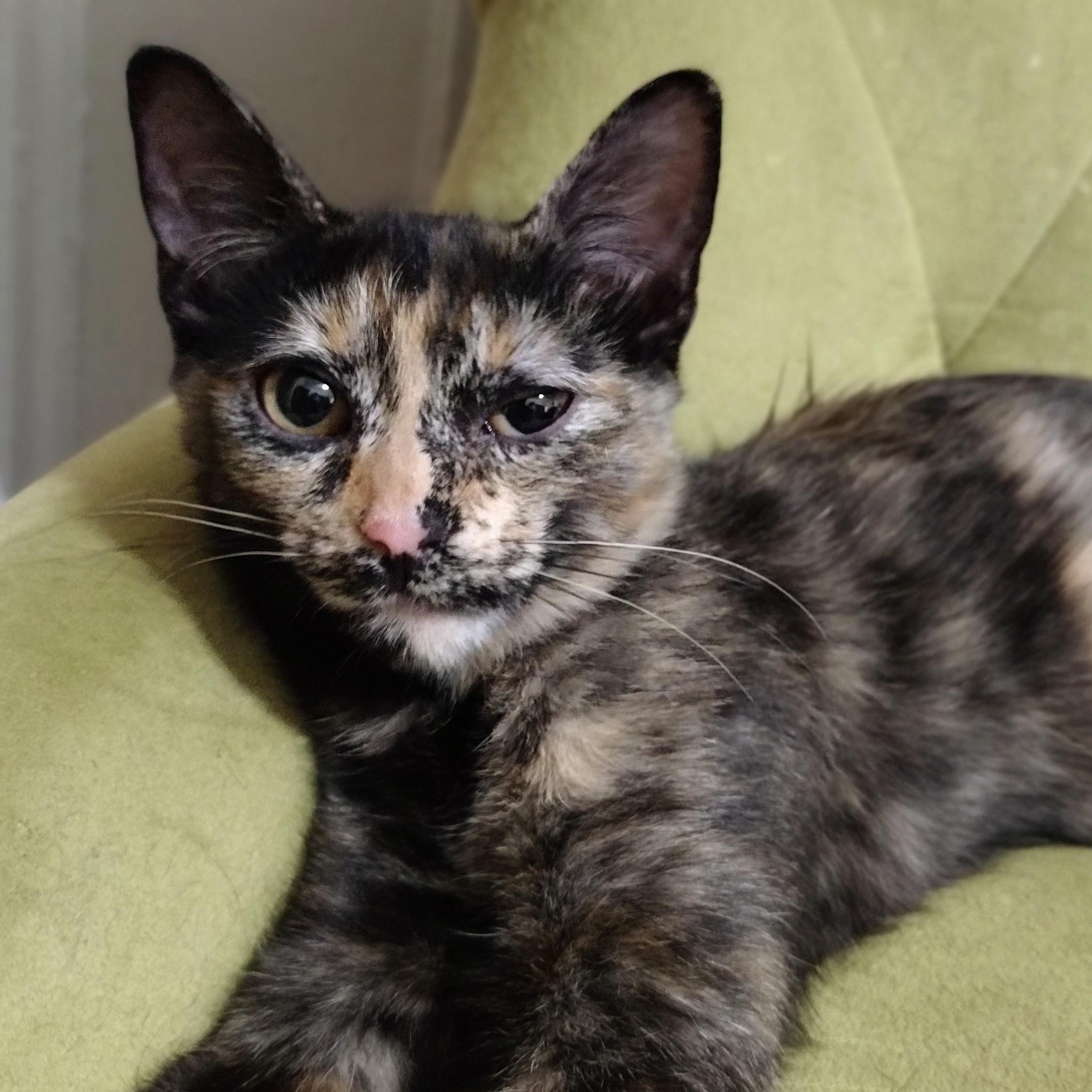 Calliope, a ADOPTABLE Tortoiseshell in Brooklyn, NY image 1/4