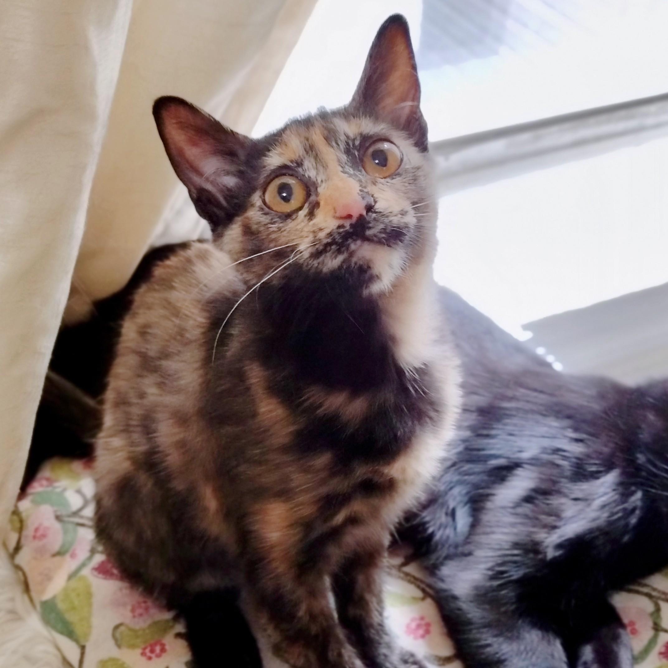 Calliope, a ADOPTABLE Tortoiseshell in Brooklyn, NY image 3/4