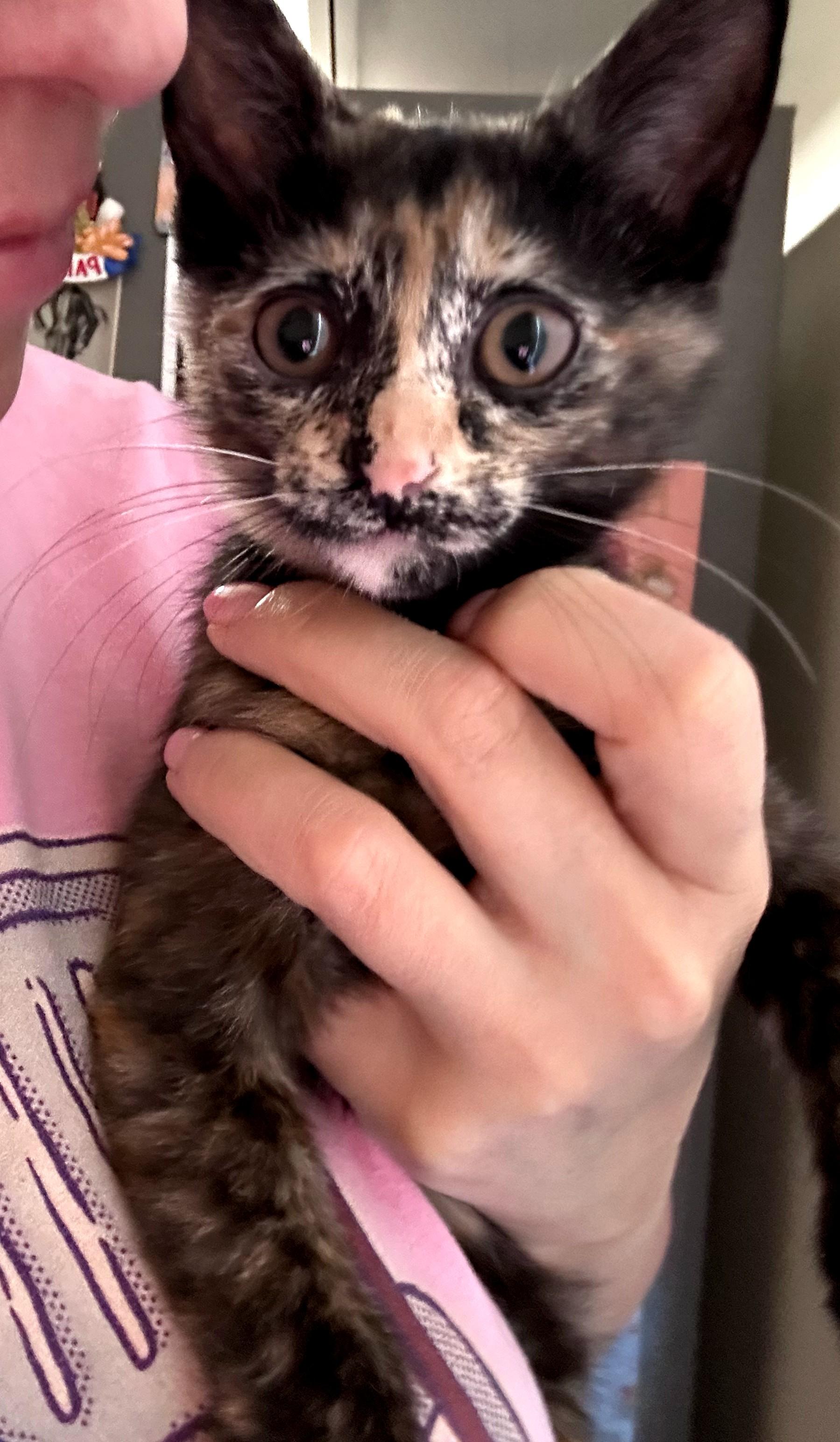 Calliope, ADOPTABLE, Kitten Female Tortoiseshell.