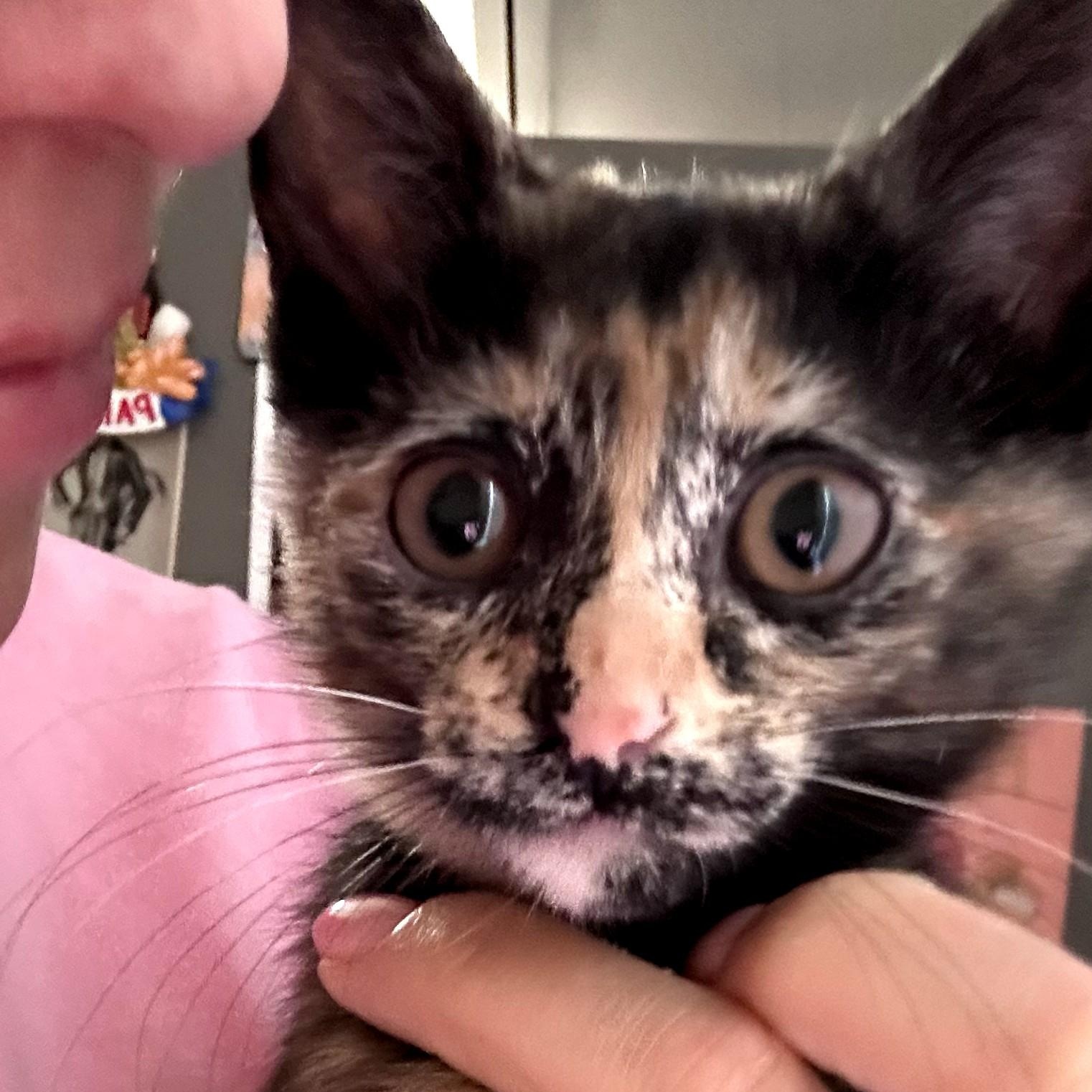 Enlarge Calliope, a ADOPTABLE Tortoiseshell in Brooklyn, NY image 1/1