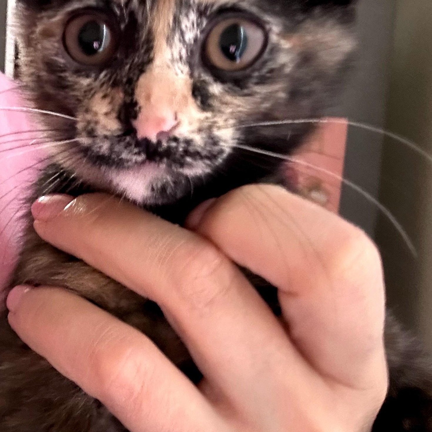 Calliope, a ADOPTABLE Tortoiseshell in Brooklyn, NY image 4/4