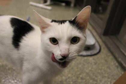 Bintou, a Adoptable mixed breed in Kansas City, MO image 1/2