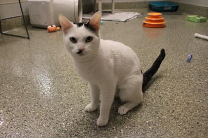 Bintou, a Adoptable mixed breed in Kansas City, MO image 2/2