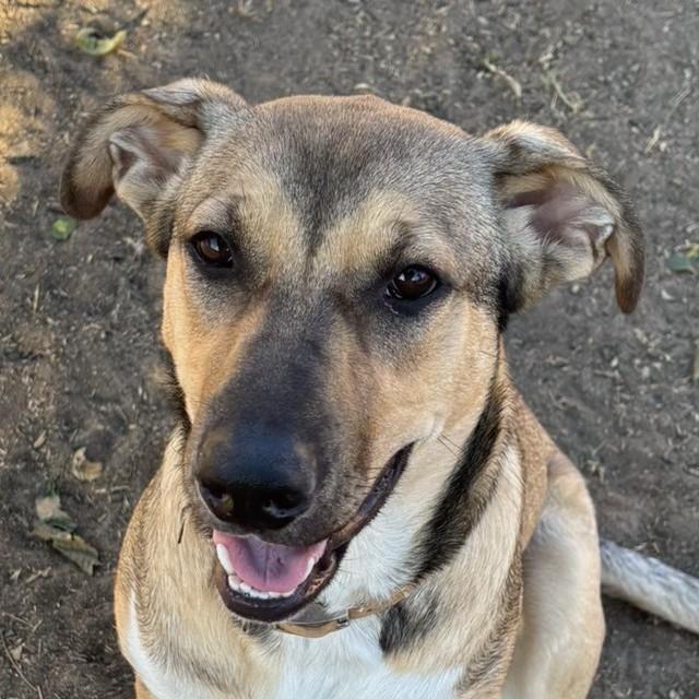 ROMA, Adoptable, Young Female Shepherd.