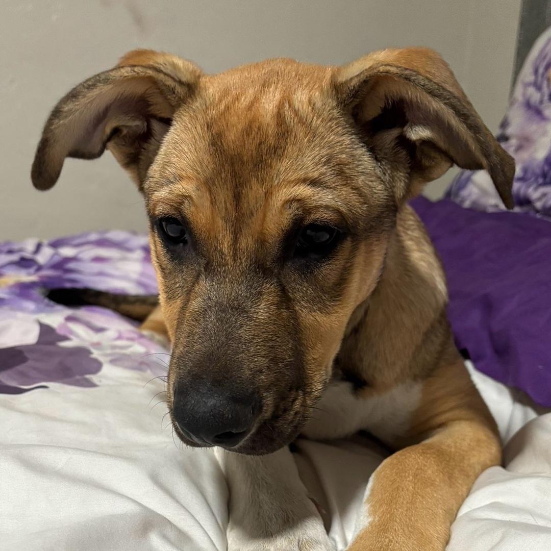 Enlarge ROMA, a Adoptable mixed breed in Bakersfield, CA image 1/1