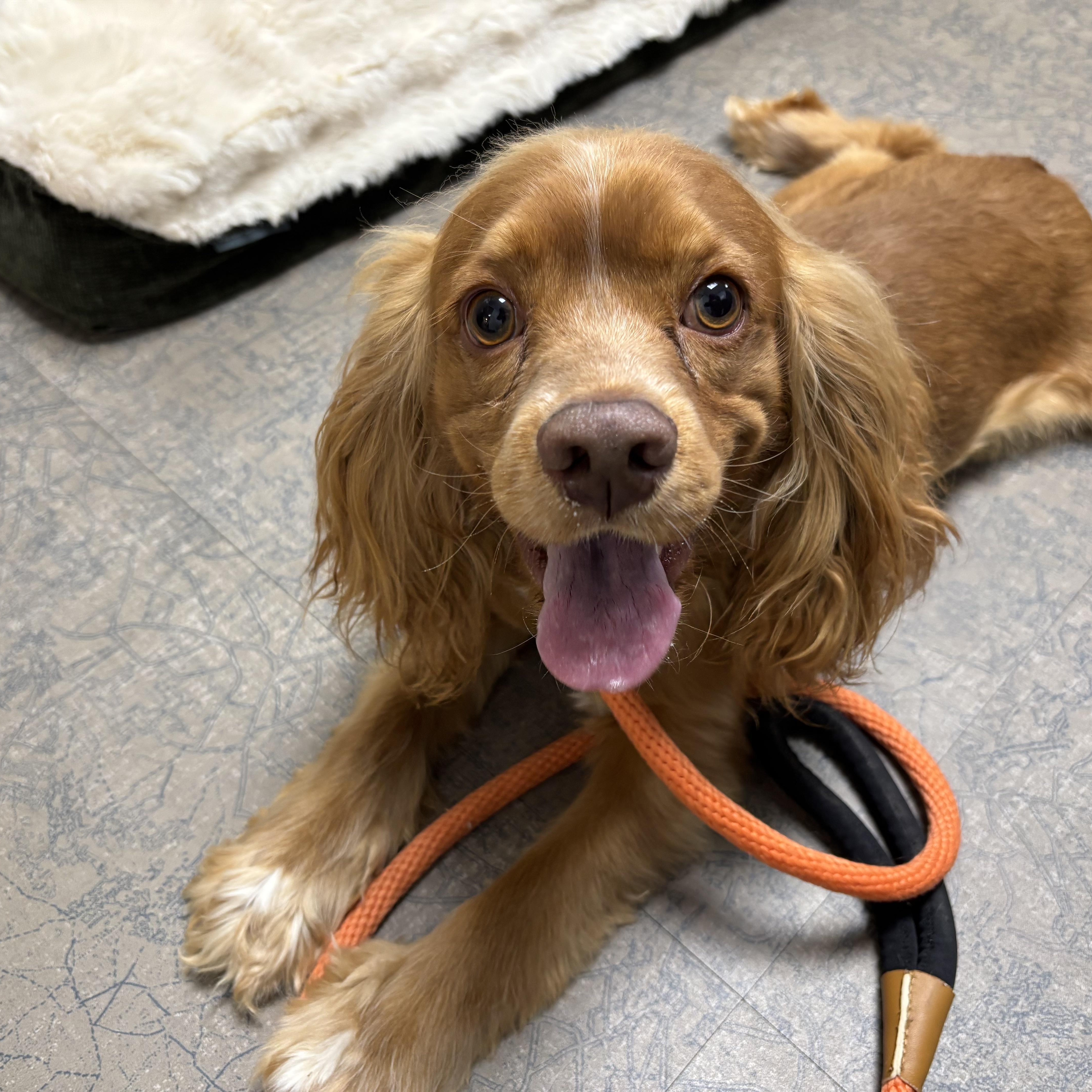Mr. Happy Goldie, adopted, Young Male Cocker Spaniel.