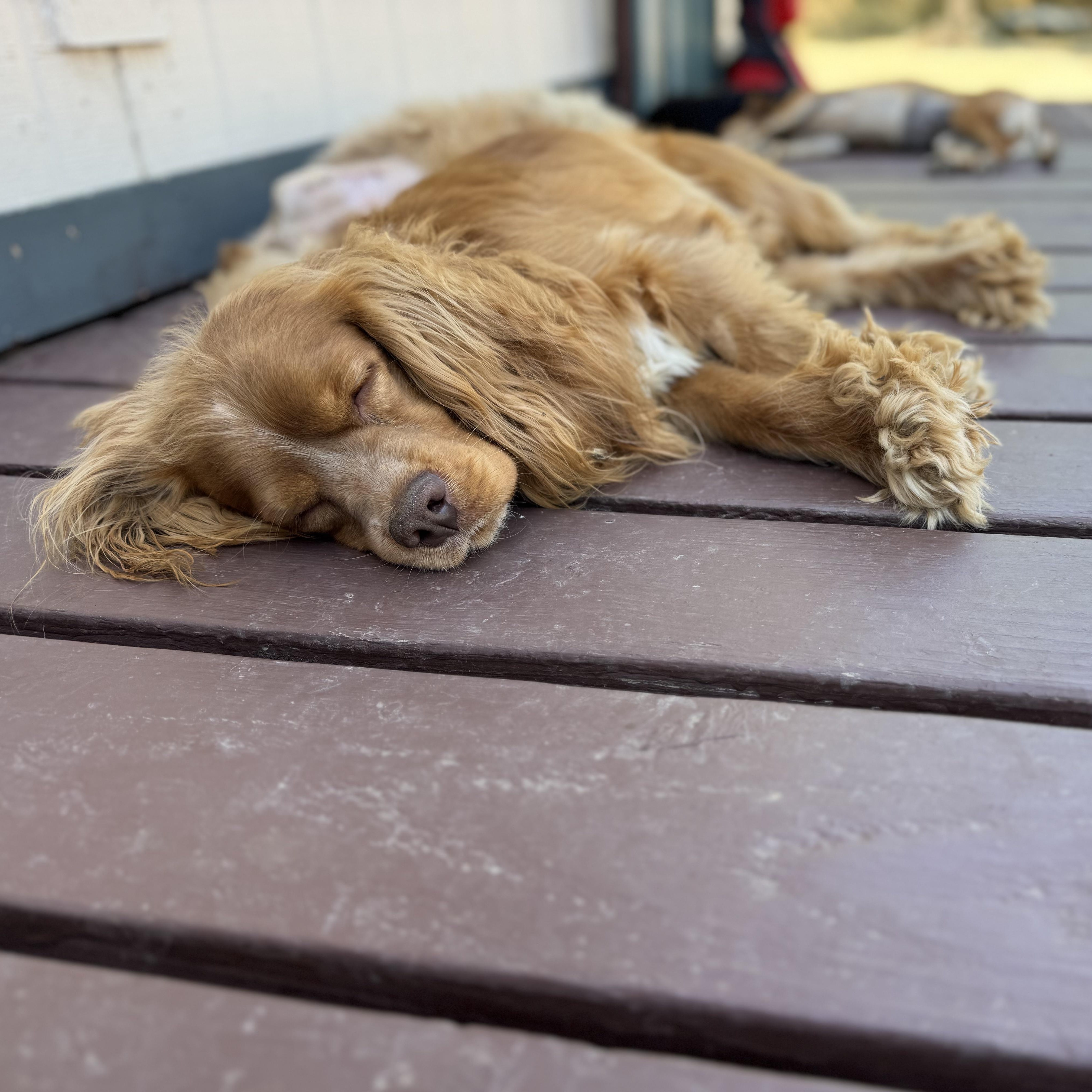 Enlarge Mr. Happy Goldie, an adopted Cocker Spaniel in Ridgefield, WA image 4/6