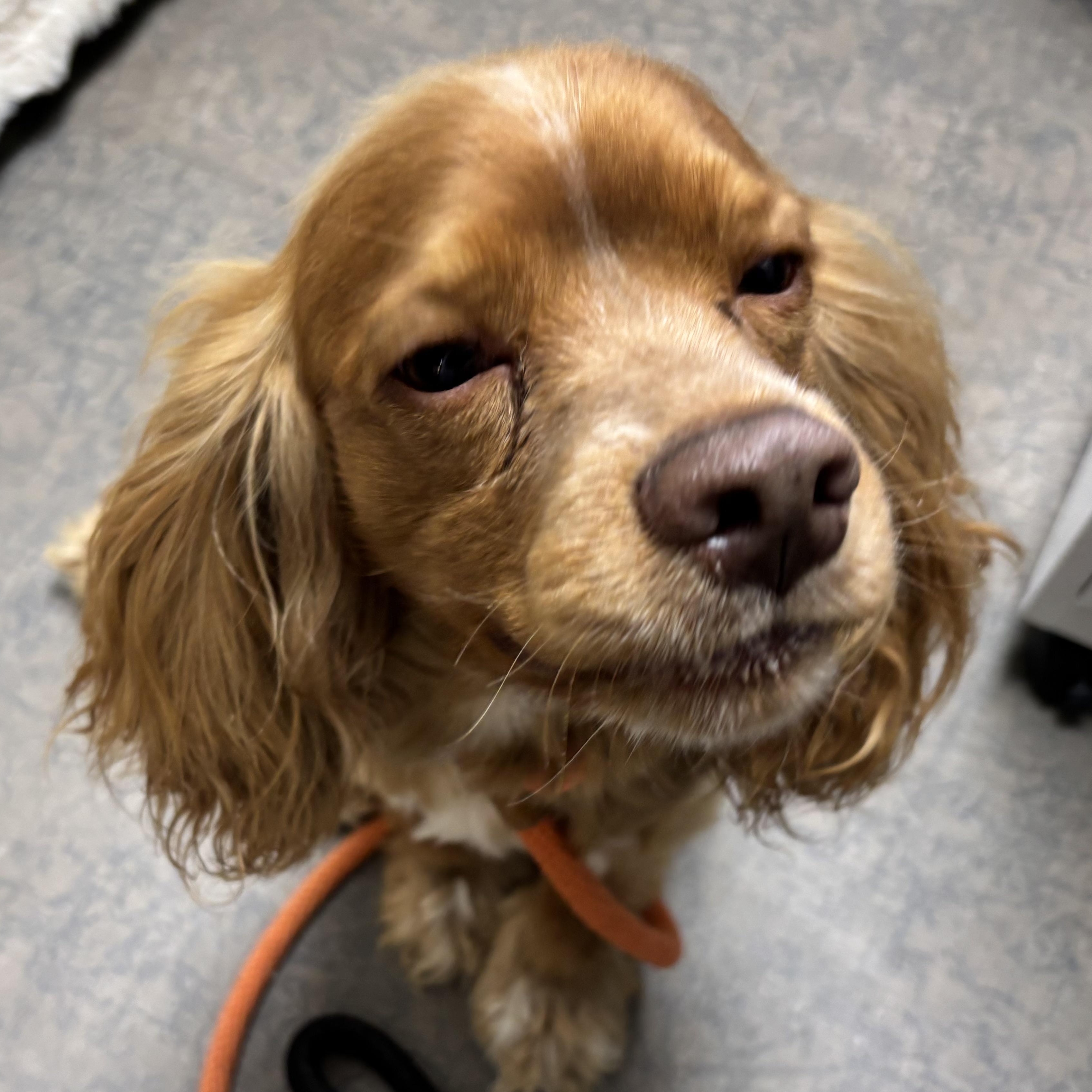 Enlarge Mr. Happy Goldie, an adopted Cocker Spaniel in Ridgefield, WA image 3/6