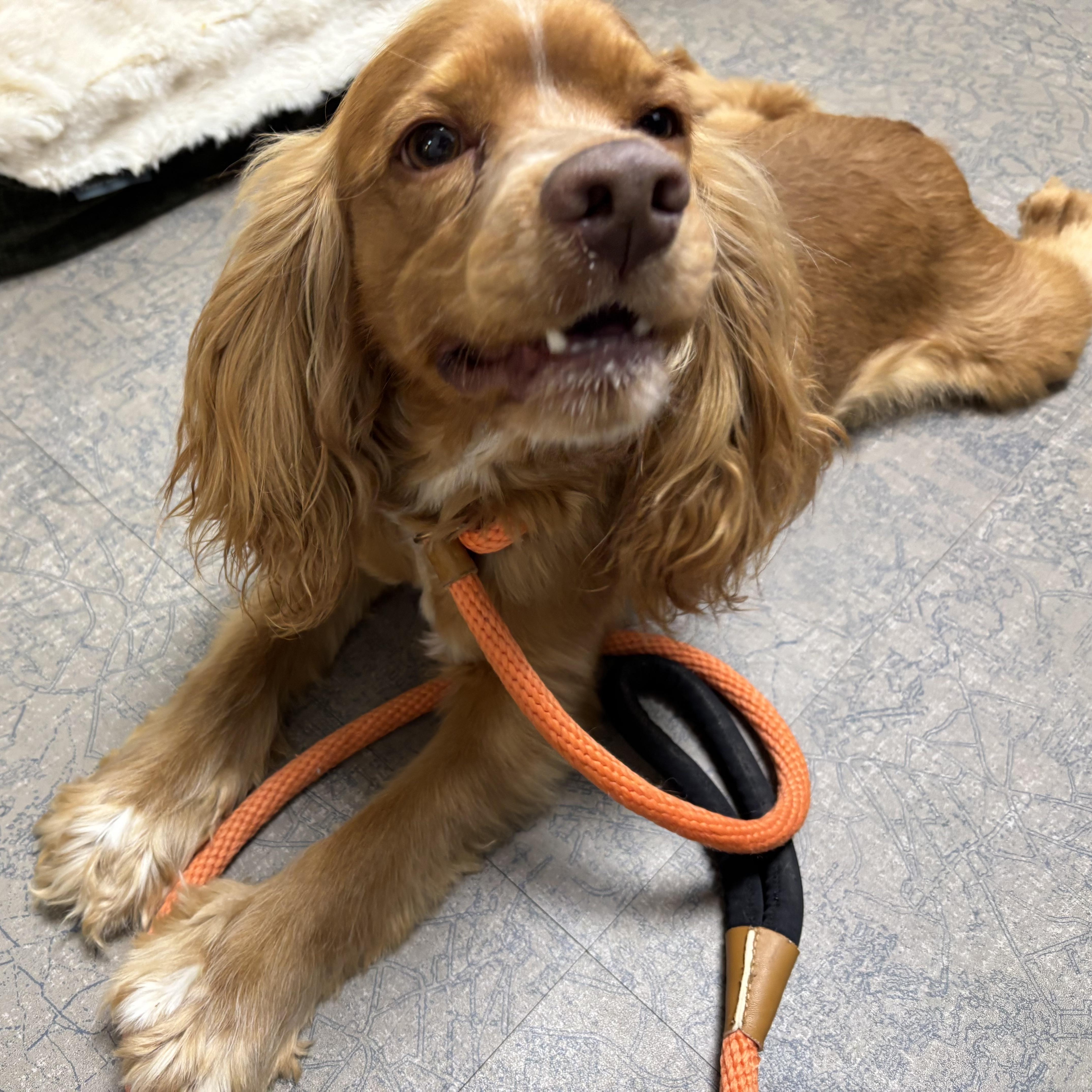 Enlarge Mr. Happy Goldie, an adopted Cocker Spaniel in Ridgefield, WA image 5/6