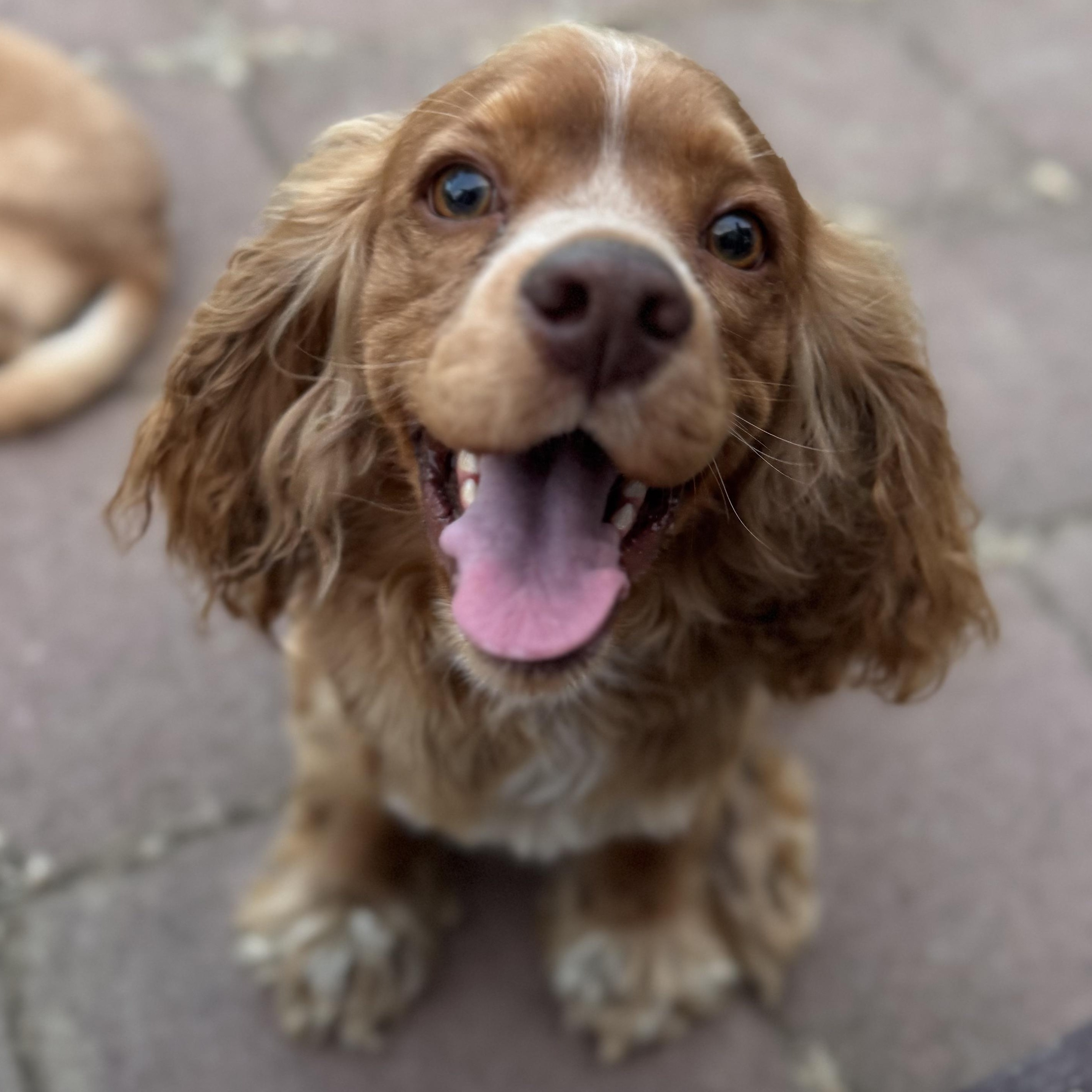 Enlarge Mr. Happy Goldie, an adopted Cocker Spaniel in Ridgefield, WA image 2/6