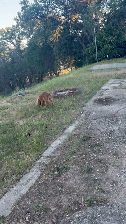 Enlarge Mr. Happy Goldie, an adopted Cocker Spaniel in Ridgefield, WA video 6/6