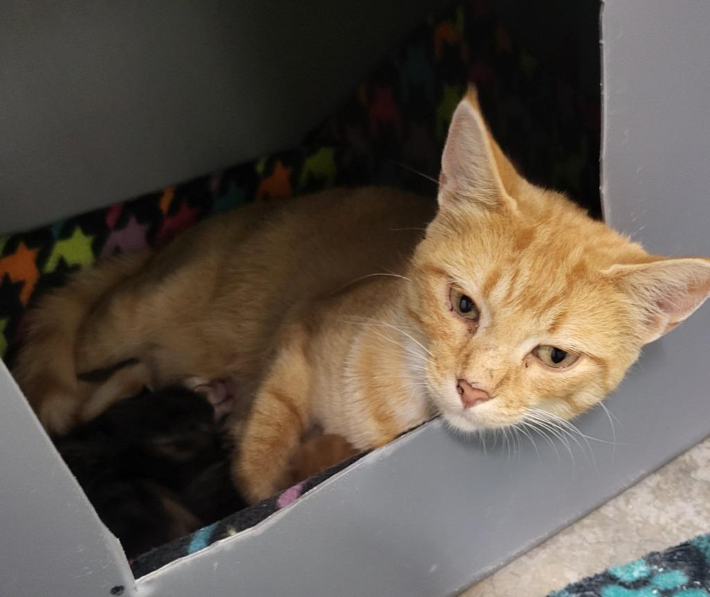 Mazie, Adoptable, Adult Female Domestic Short Hair.