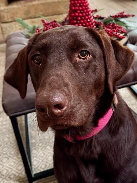 Enlarge Choco, a ADOPTABLE Chocolate Labrador Retriever in Atlanta, GA image 4/4