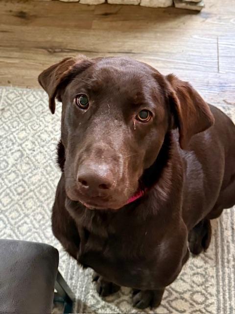 Enlarge Choco, a ADOPTABLE Chocolate Labrador Retriever in Atlanta, GA image 2/4