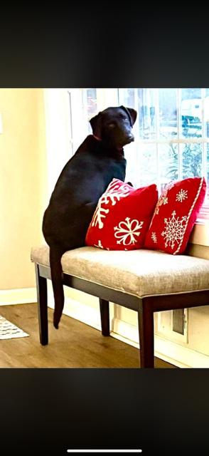 Choco, ADOPTABLE, Adult Female Chocolate Labrador Retriever.