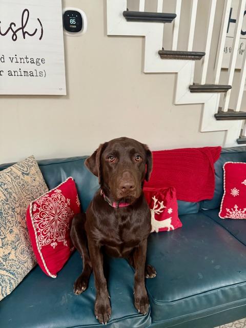 Enlarge Choco, a ADOPTABLE Chocolate Labrador Retriever in Atlanta, GA image 3/4