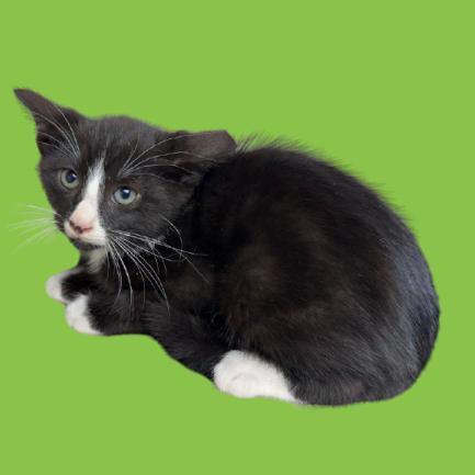 Stevo, Adoptable, Young Male Domestic Short Hair.