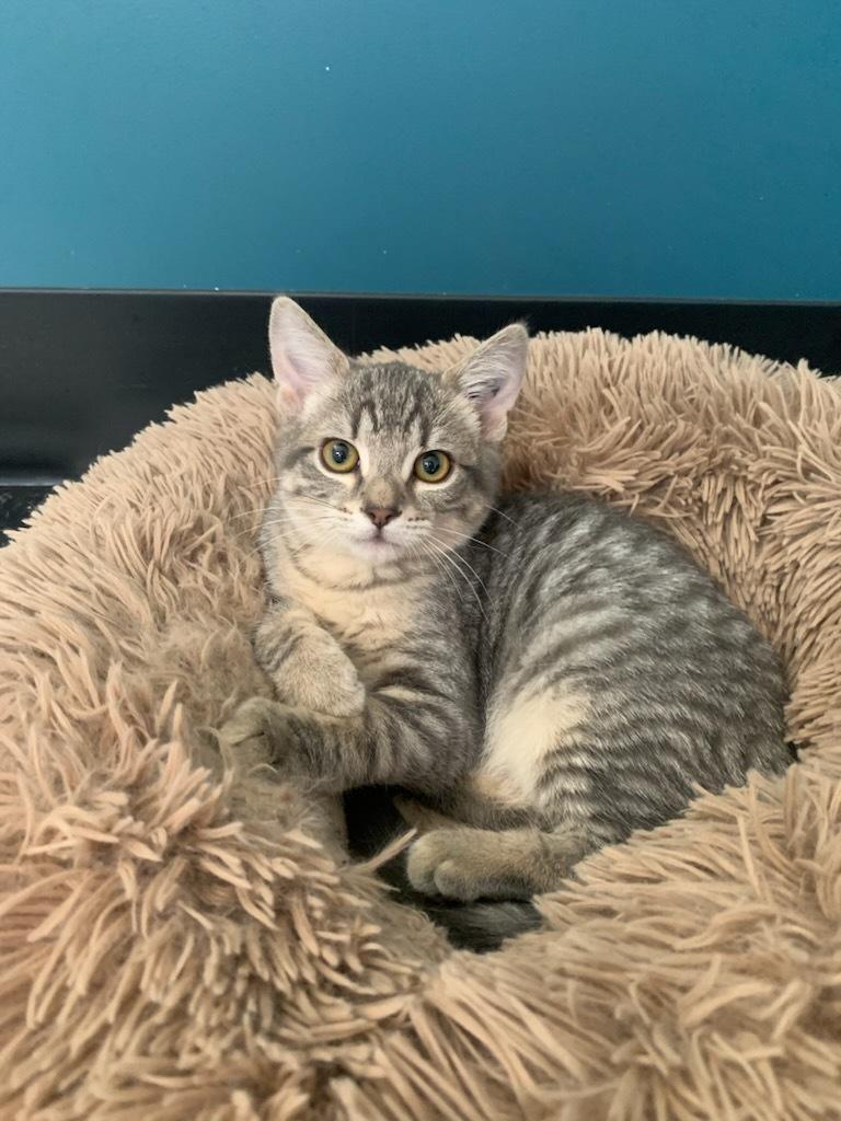 Jackpot, an adoptable Domestic Short Hair in wetaskiwin, AB, t9a 2j4 | Photo Image 1