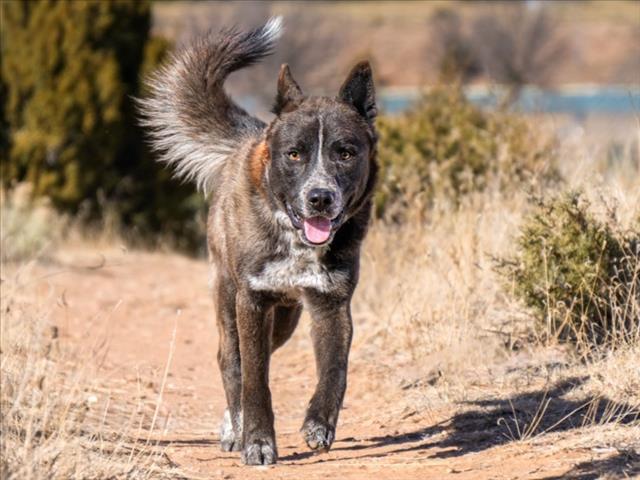 Enlarge OSO, a Adoptable Mixed Breed in Santa Fe, NM image 1/1