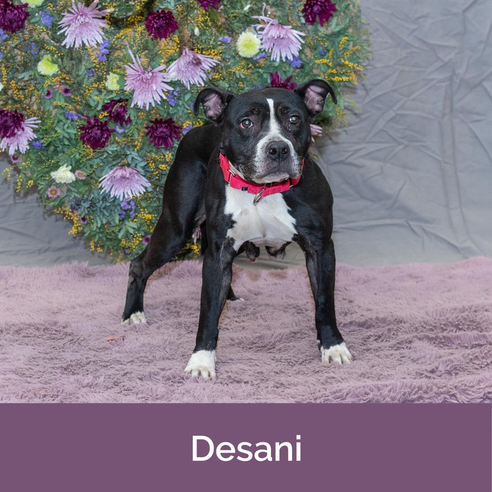 Dasani — thumbnail 3