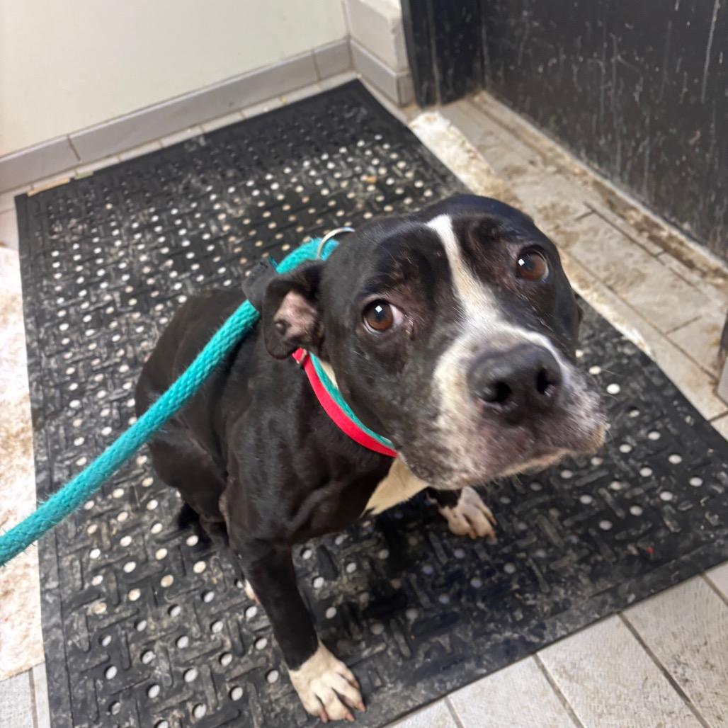 Dasani — thumbnail 4