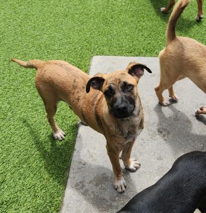 Spike, Adoptable, Young Male Black Mouth Cur & Mixed Breed.