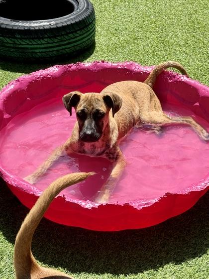 Spike, a Adoptable mixed breed in Picayune, MS image 2/3