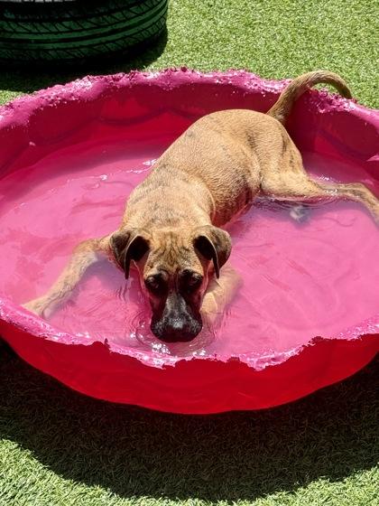 Spike, a Adoptable mixed breed in Picayune, MS image 3/3