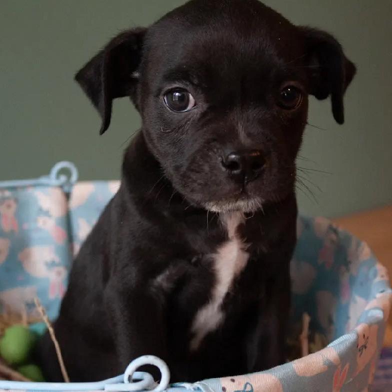 Enlarge Baked Bean, a Adoptable mixed breed in Waco, TX image 1/2