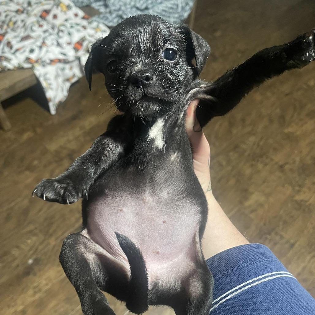 Enlarge Baked Bean, a Adoptable mixed breed in Waco, TX image 2/2