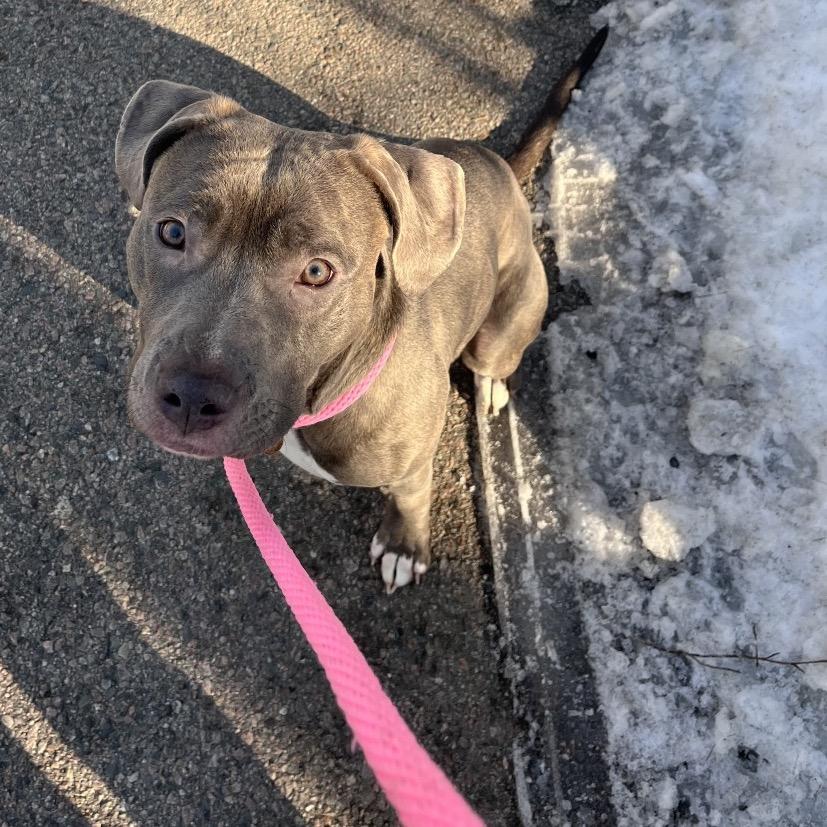 Nala, Adoptable, Young Female Pit Bull Terrier.