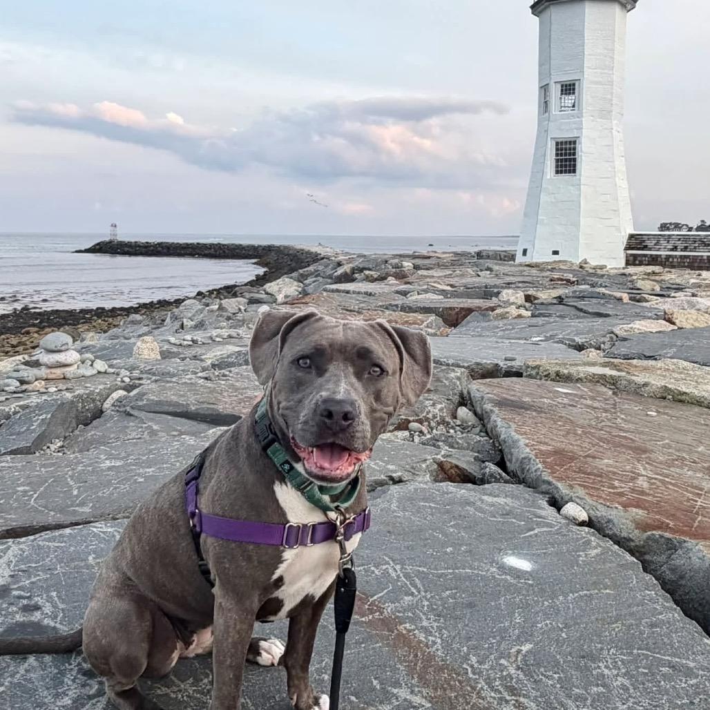 Enlarge Nala, a Adoptable Pit Bull Terrier in Scituate, MA image 2/5