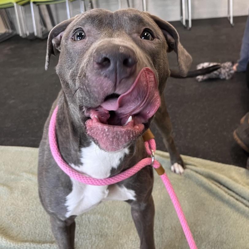 Enlarge Nala, a Adoptable Pit Bull Terrier in Scituate, MA image 2/3
