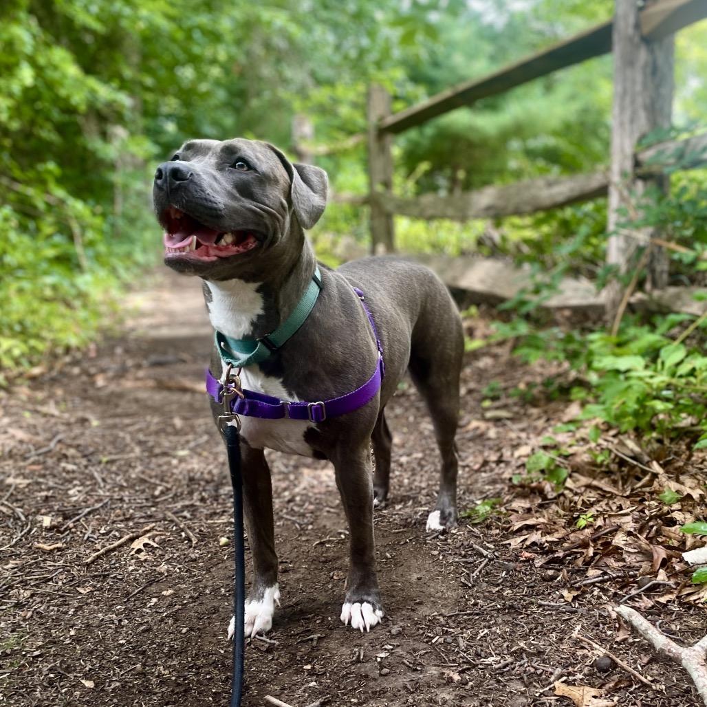 Enlarge Nala, a Adoptable Pit Bull Terrier in Scituate, MA image 3/5