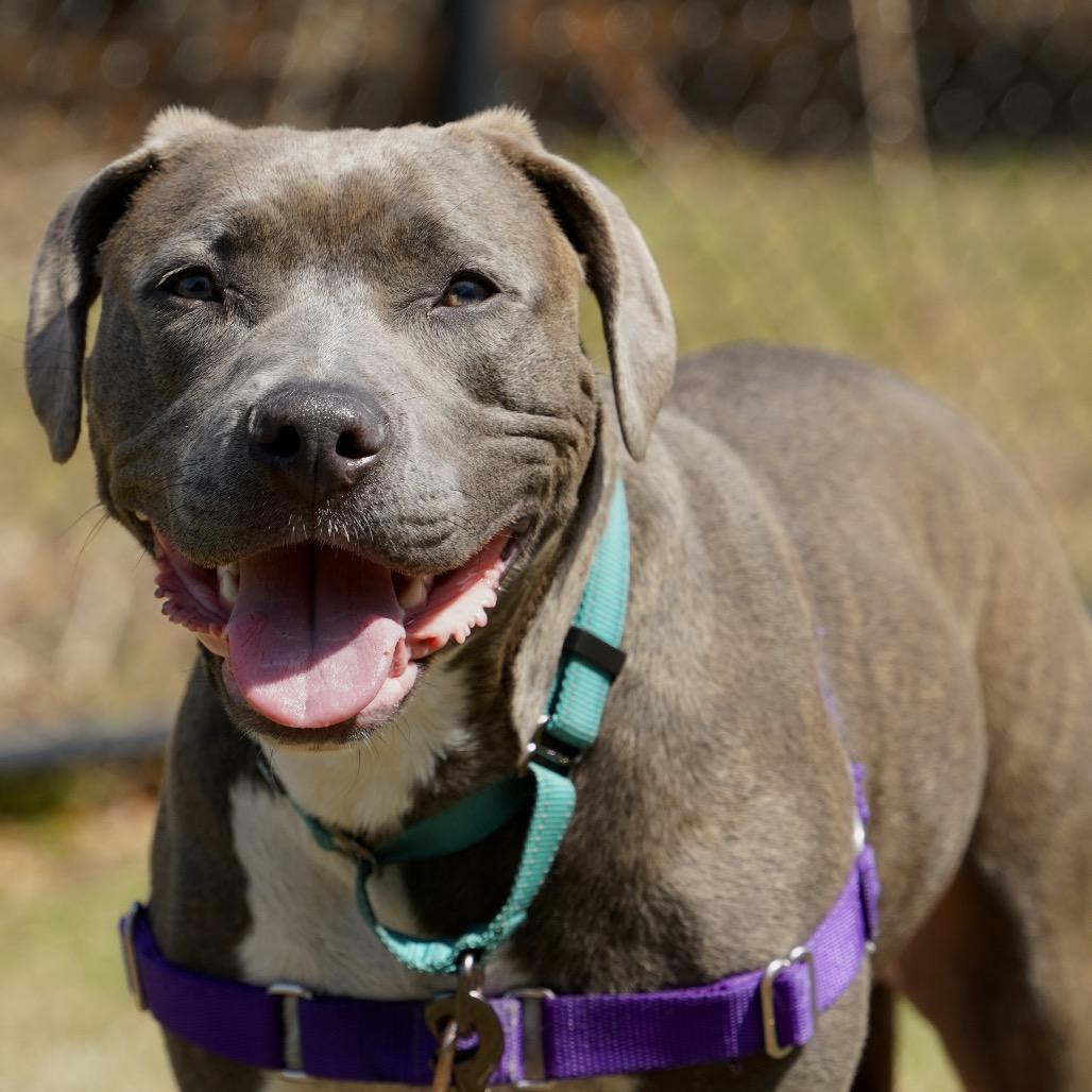Enlarge Nala, a Adoptable Pit Bull Terrier in Scituate, MA image 4/5