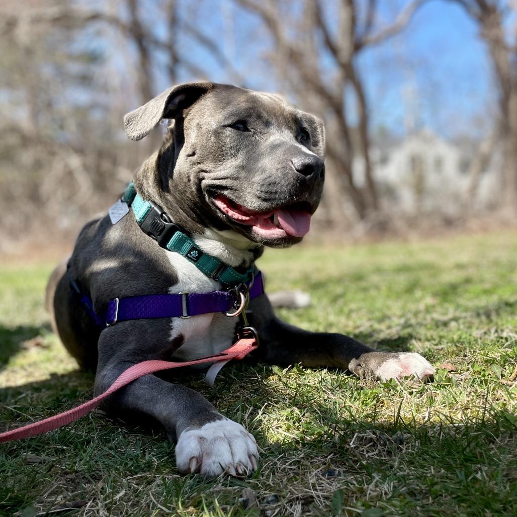 Enlarge Nala, a Adoptable Pit Bull Terrier in Scituate, MA image 5/5