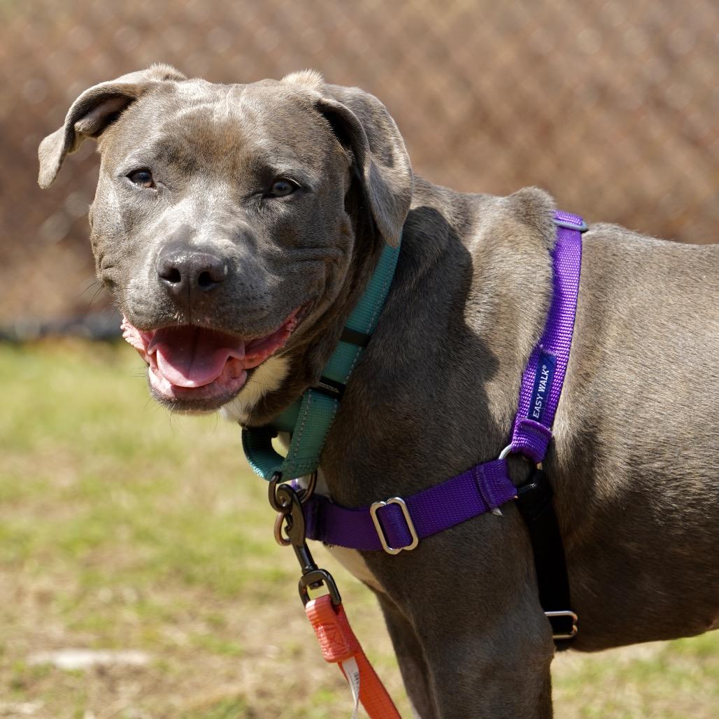 Enlarge Nala, a Adoptable Pit Bull Terrier in Scituate, MA image 3/3