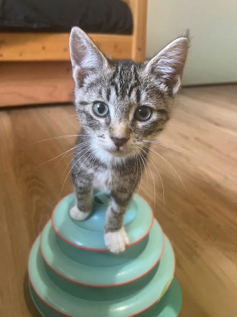 Enlarge Rhubarb, a Adoptable Domestic Short Hair in Vashon, WA image 1/1