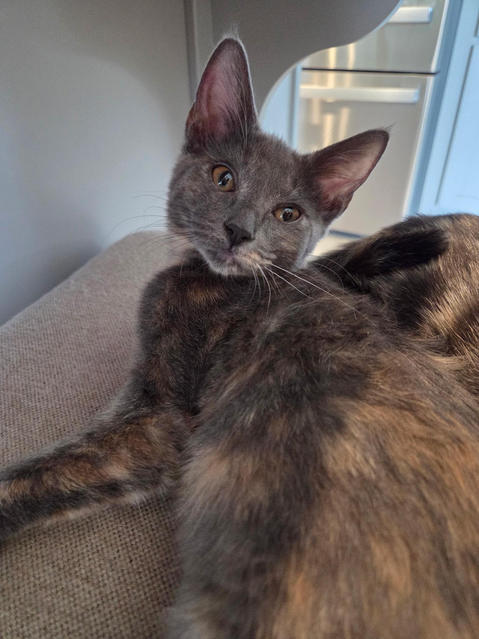 Enlarge Edna Marie, a Adoptable mixed breed in Youngtown, AZ image 2/2