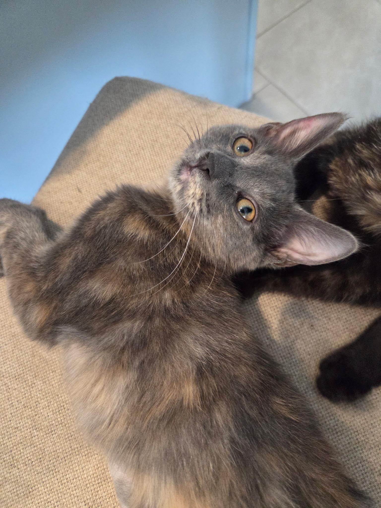 Enlarge Edna Marie, a Adoptable mixed breed in Youngtown, AZ image 1/2