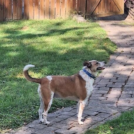 Annie, a Adoptable Australian Cattle Dog / Blue Heeler in Winchester, KY image 6/6