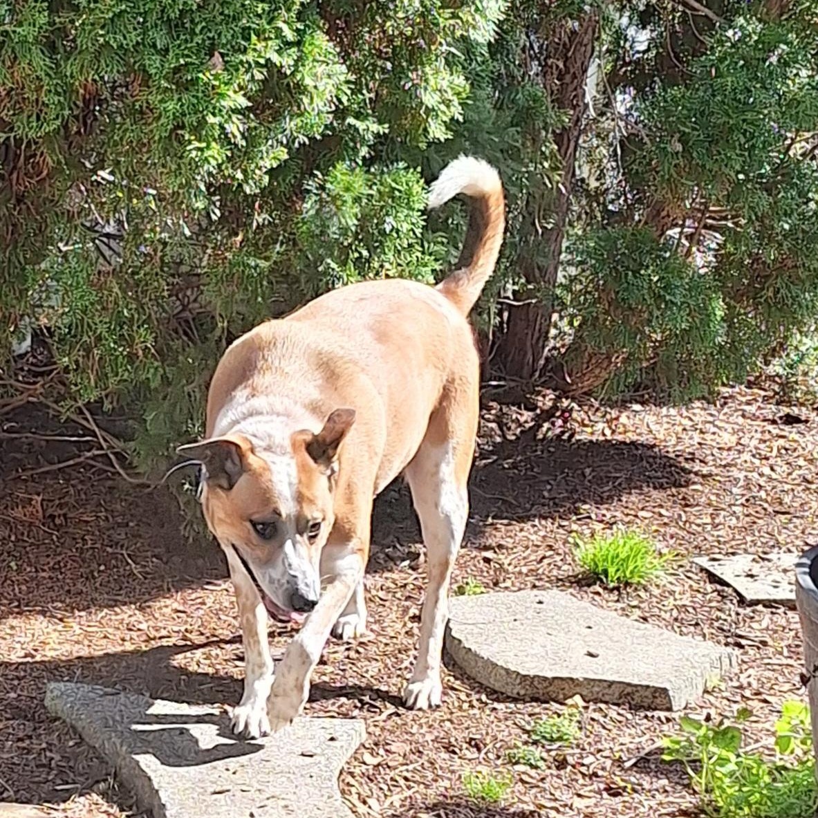 Annie, a Adoptable Australian Cattle Dog / Blue Heeler in Winchester, KY image 3/6