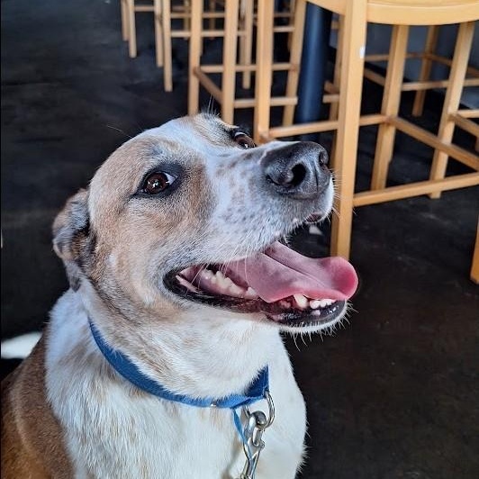 Annie, a Adoptable Australian Cattle Dog / Blue Heeler in Winchester, KY image 1/6