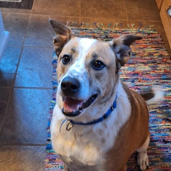 Annie, a Adoptable Australian Cattle Dog / Blue Heeler in Winchester, KY image 2/6