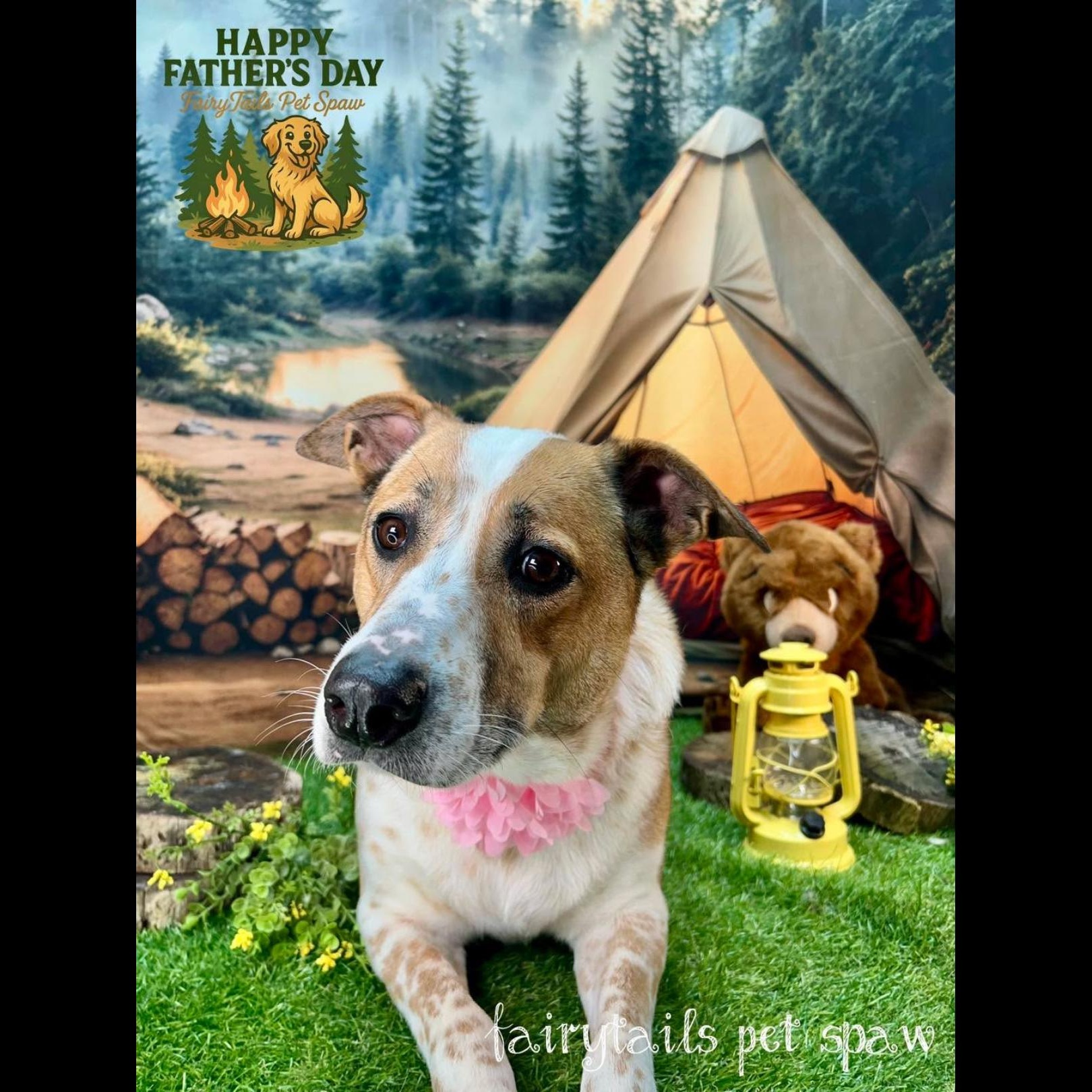 Annie, a Adoptable Australian Cattle Dog / Blue Heeler in Winchester, KY image 4/6