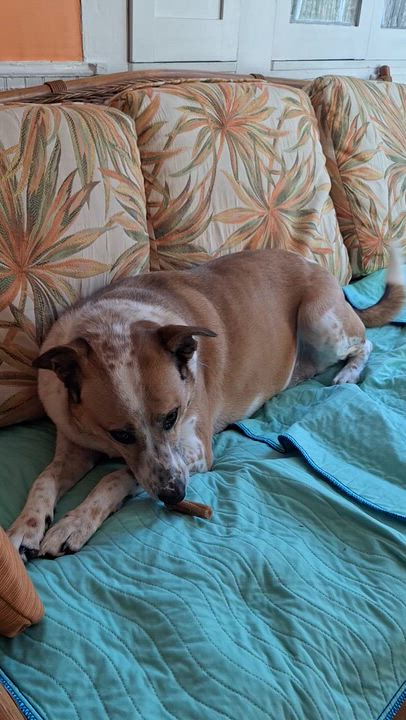 Enlarge Annie, a Adoptable Australian Cattle Dog / Blue Heeler in Winchester, KY video 5/6