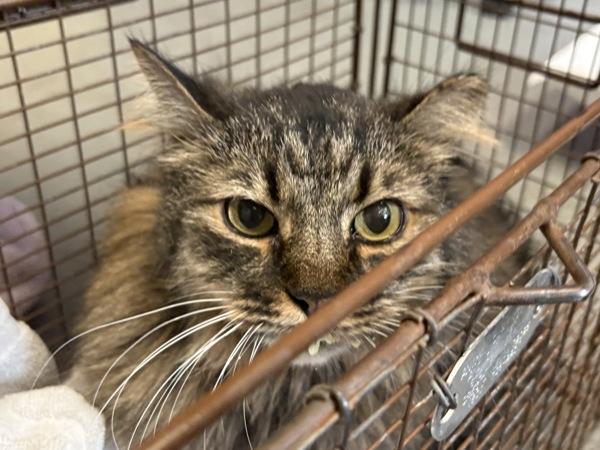 *Balsamic*, a Adoptable mixed breed in Salt Lake City, UT image 1/2