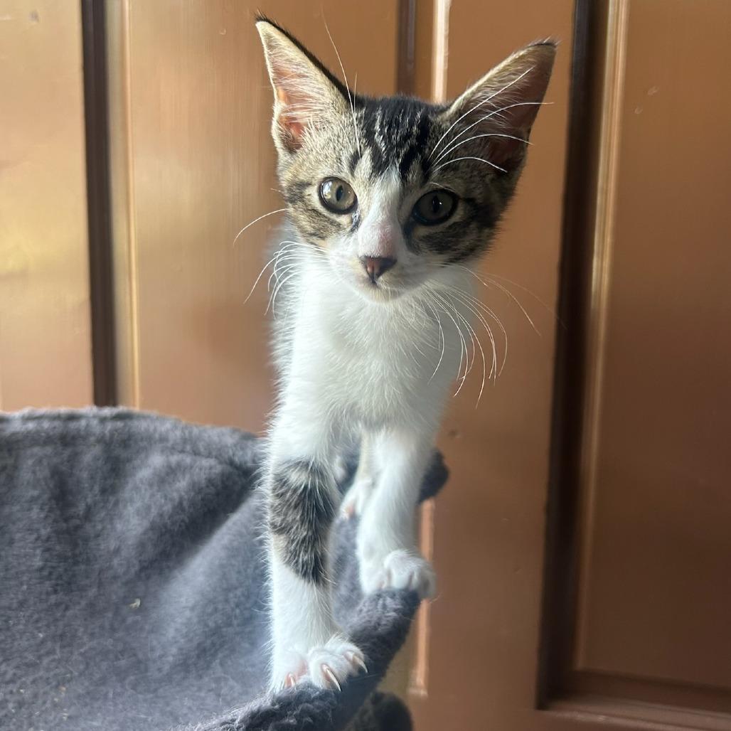 Enlarge Abra, a Adoptable Domestic Short Hair in Wahiawa, HI image 1/2